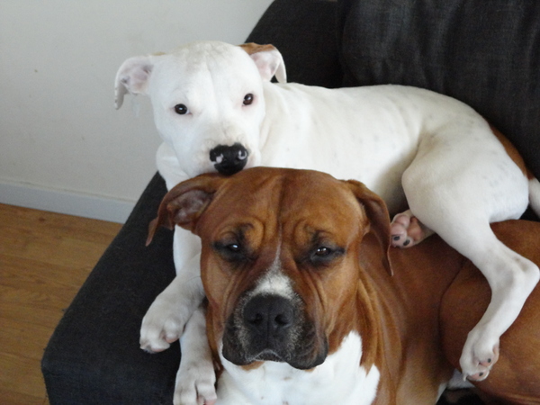 American Staffordshire Terrier