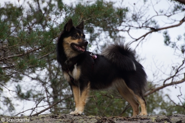 Sældarlífs, IJslandse Honden