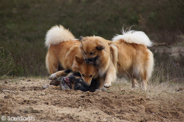 Sældarlífs, IJslandse Honden