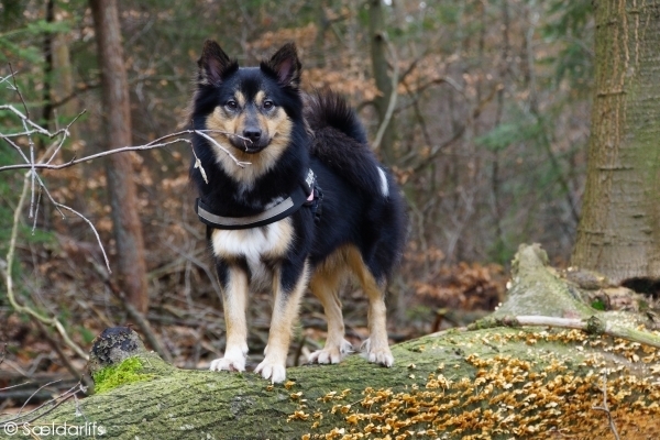Sældarlífs, IJslandse Honden