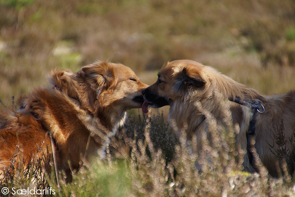 Sældarlífs, IJslandse Honden