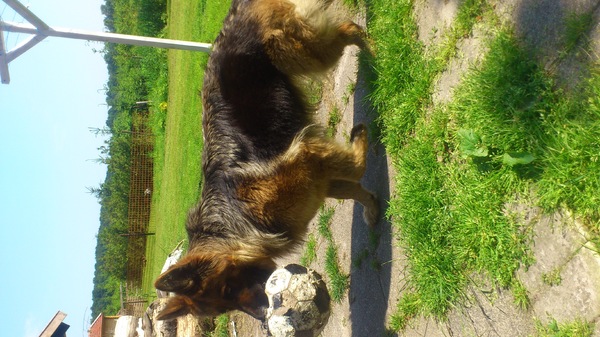 Oud Duitse Herdershond