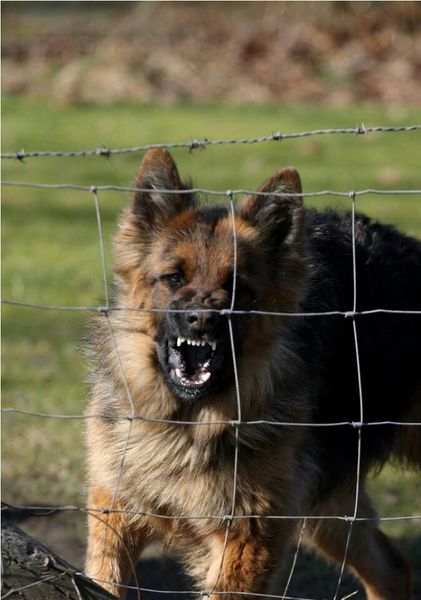 Oud Duitse Herdershond