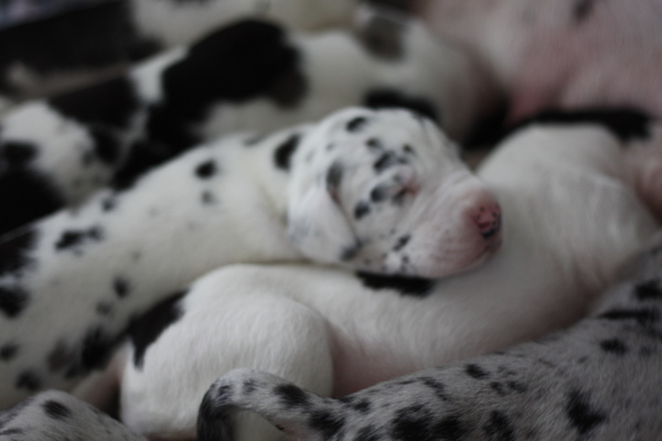 Duitse Dog, zwart zwart wit