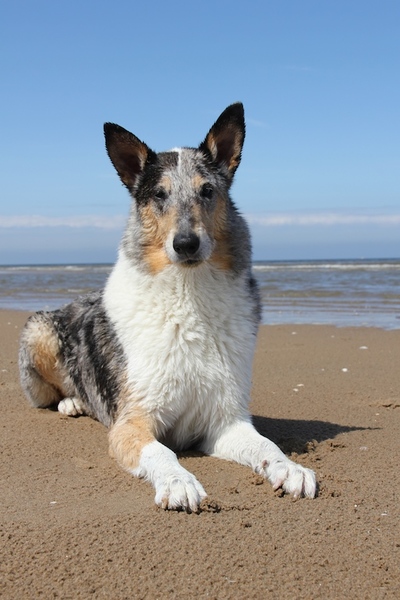 Schotse Herdershond, Korthaar