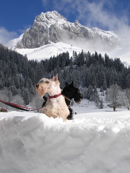 Schotse Terrier