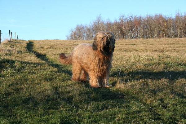 Briards du Rêve Lourd d'Été