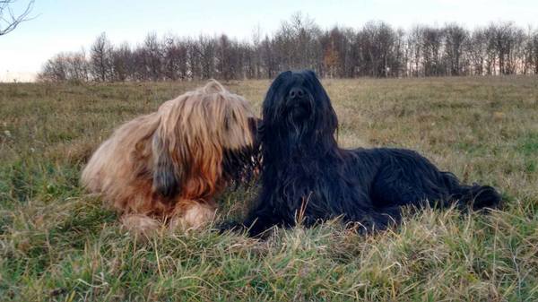 Briards du Rêve Lourd d'Été