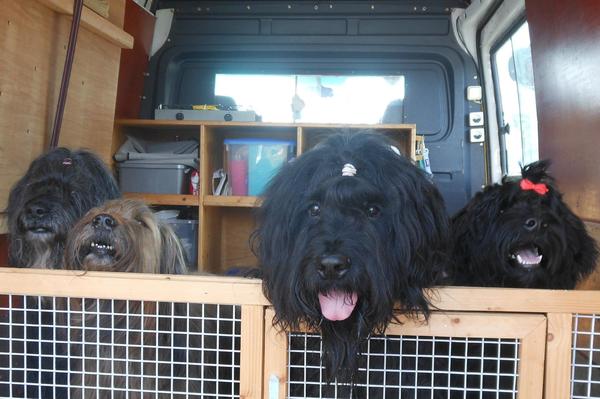 Briards du Rêve Lourd d'Été