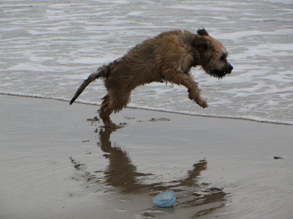 Gos d’Atura Català (Catalaanse herder)