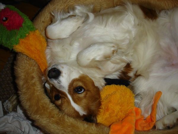 Kooikerhondje