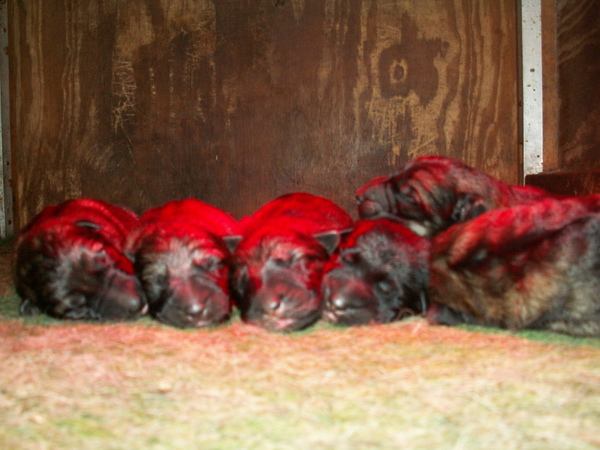 Duitse Herderkennel v.d. Kromme Elleboog