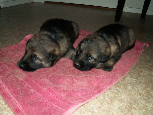 Duitse Herderkennel v.d. Kromme Elleboog