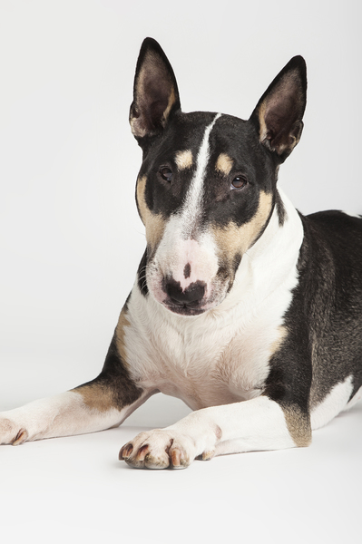 Bull Terrier, standaard