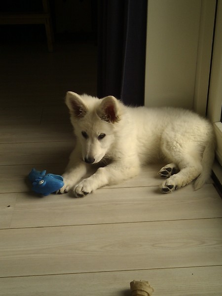 Zwitserse Witte Herdershond