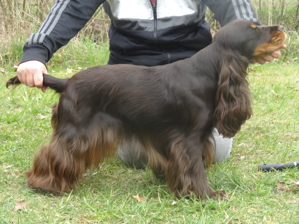 * Stand Your Ground * English Cocker Spaniel and Staffordshire Bull Terrier 