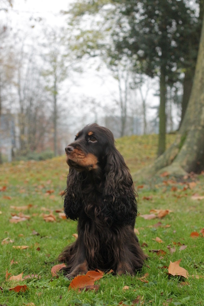* Stand Your Ground * English Cocker Spaniel and Staffordshire Bull Terrier 