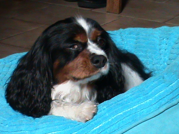 Cavalier King Charles Spaniel