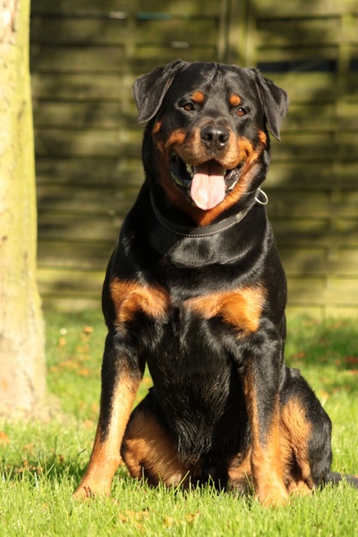 Rottweiler