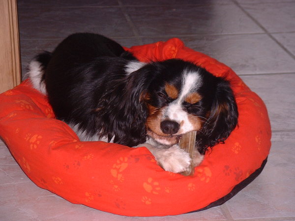 Cavalier King Charles Spaniel