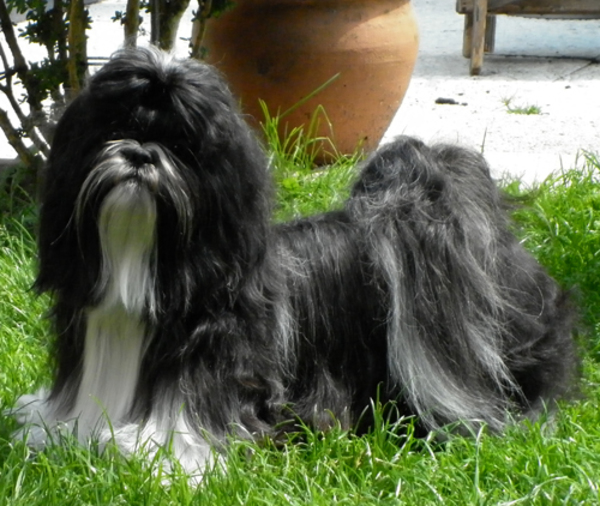 Amarantha's Shih Tzu