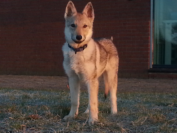 Tsjechoslowaakse Wolfhond