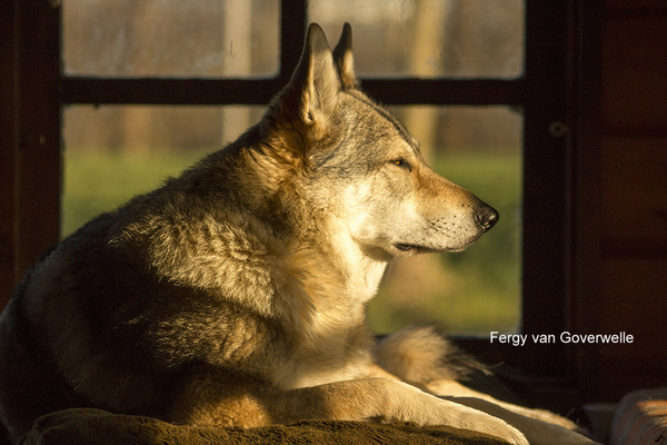 Tsjechoslowaakse Wolfhond