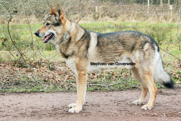 Tsjechoslowaakse Wolfhond