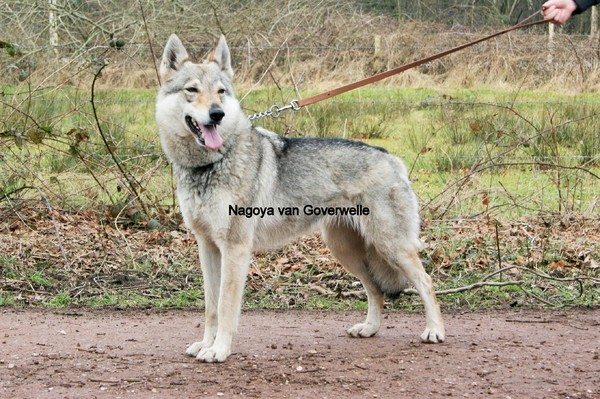 Tsjechoslowaakse Wolfhond