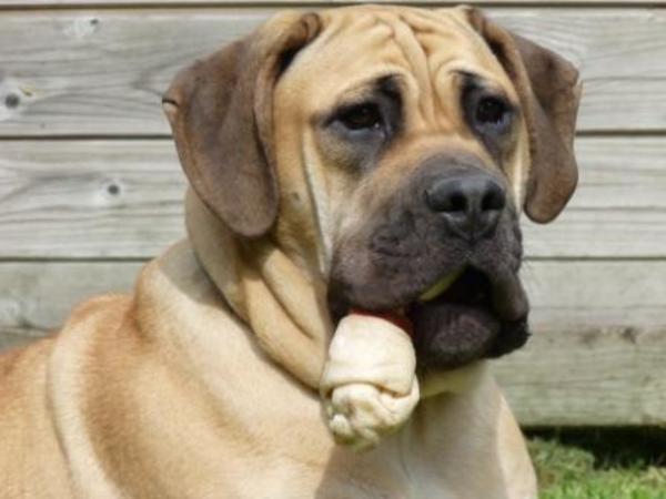 Out of Africa Boerboelkennel