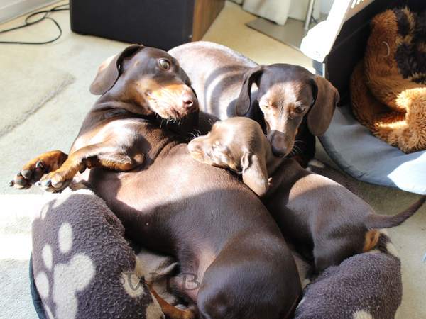 v/d Westlandse Teckel Bende