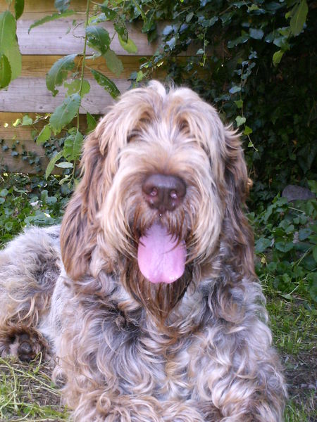 Spinone Italiano