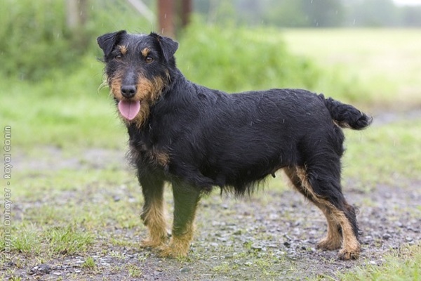 Duitse Jachtterrier