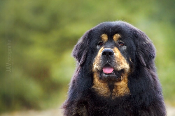Beautyful Arankah