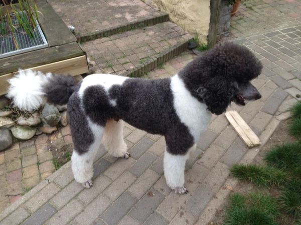 Trimsalon-Hondenverzorging 