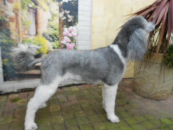 Trimsalon-Hondenverzorging 