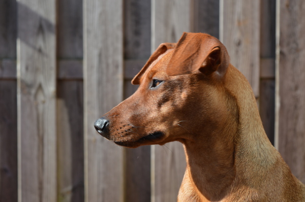 Duitse Pinscher