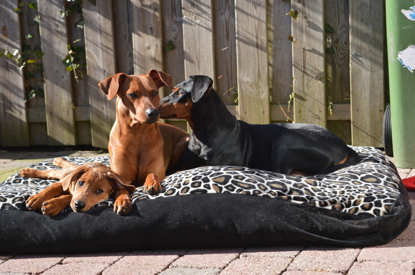Duitse Pinscher