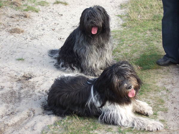 Schapendoes-Briza's Place 