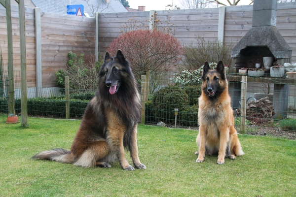 Van het Osscher Meer