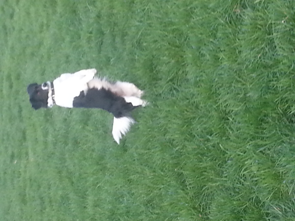 Border Collie