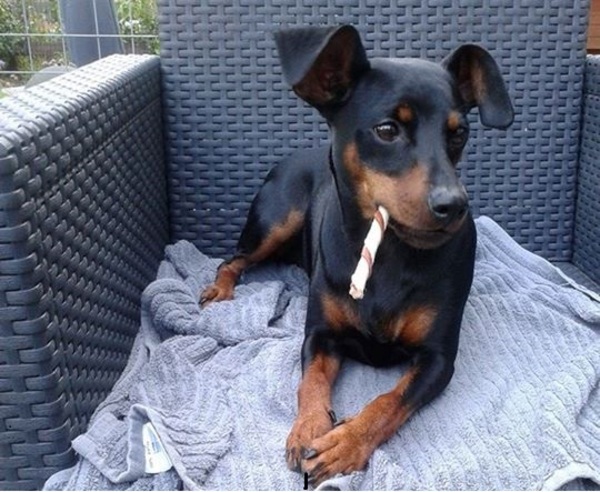 Dwergpinscher