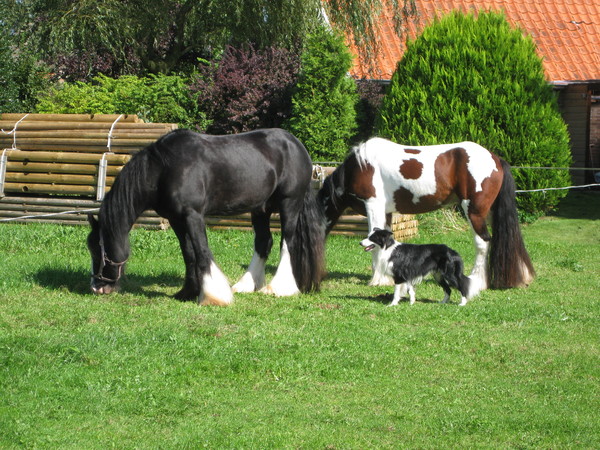 zorgen dat ze niet ontsnappen