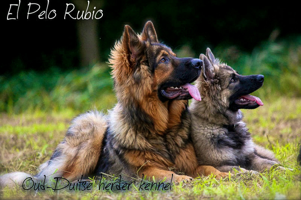 El Pelo Rubio Oud Duitse herder kennel