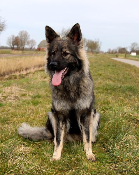 El Pelo Rubio Oud Duitse herder kennel