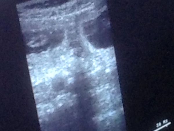 Trimsalon-Hondenverzorging 