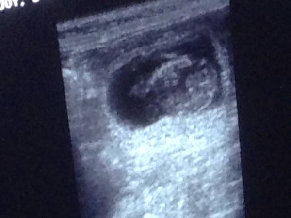 Trimsalon-Hondenverzorging 