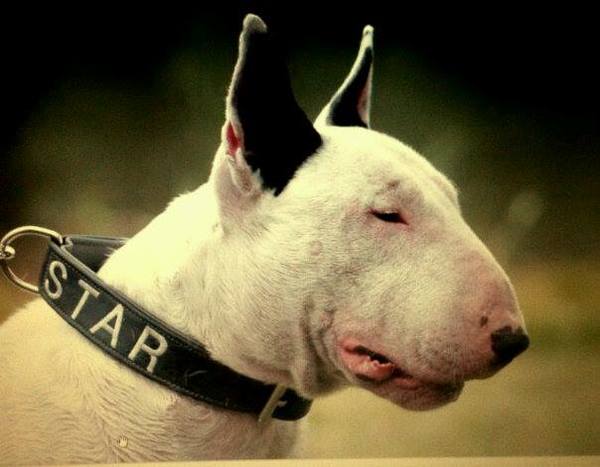 Bull Terrier, standaard