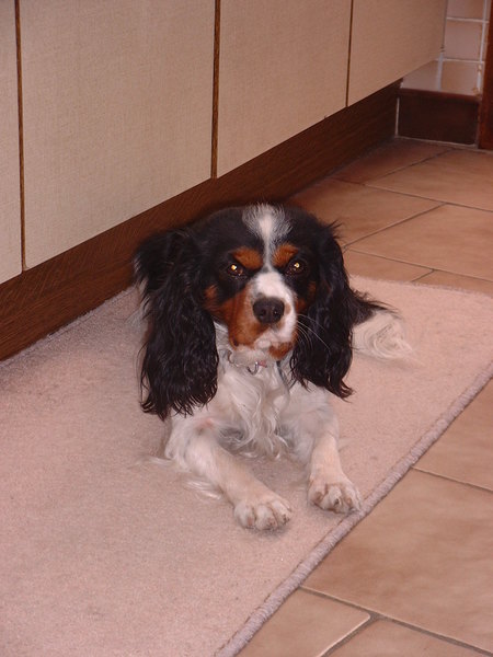 King Charles Spaniel