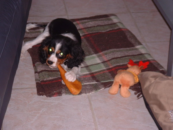 King Charles Spaniel